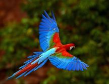 Colored parrot flying over the nature HD wallpaper