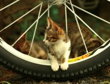 Little kitty sitting on the bicycle wheel