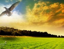 White bird flying in the nature - HD wallpaper