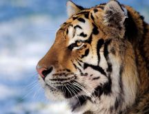 Macro HD wallpaper - the jungle animal - the tiger