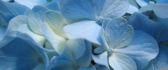 Beautiful small blue flowers - wedding flowers