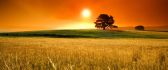 Summer sunny days - beautiful sunset over de wheat field