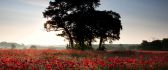 Beautiful field full of red poppies - HD wallpaper