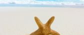 Help the starfish - summer time HD wallpaper