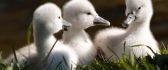 Three little baby swans - sweet animal