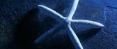 Blue light - wonderful starfish on the floor