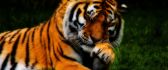 Beautiful tiger - a shy wild animal