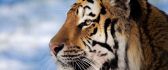 Macro HD wallpaper - the jungle animal - the tiger