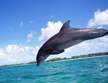 A beautiful bounce of a dolphin - HD wallpaper