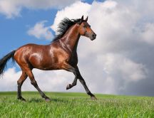 Horse athlete - nice photo shoot