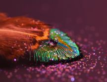 A drop of water on a colorful feather - Macro HD wallpaper