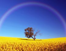 Rainbow in a perfect semicircle - tree on a field