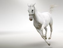 Beautiful white horse running in a white room