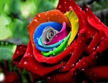 Rainbow rose - beautiful velvet petals
