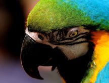 Big colorful parrot - macro HD wallpaper