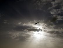 Birds fly to the sky - sunbeams out of the clouds