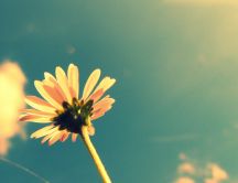 Small flower in sunlight - summer time