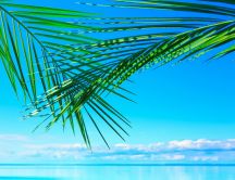 Green palm leaves over the blue water - HD summer wallpaper