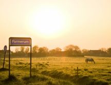 Good morning sun - horse on a field