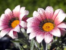 Two beautiful pink flowers - dew drops in the morning