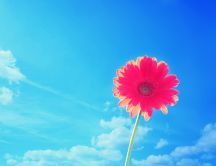 Pink flower in the bright of sun - summer HD wallpaper