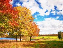 Autumn trees - beautiful nature landscape