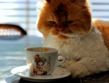 Funny cat drink coffee in the morning