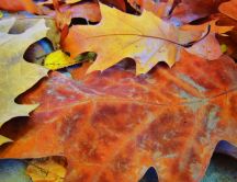 Autumn carpet - cooper colored leaves