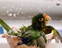 Playful parrot bathing in a bowl of water