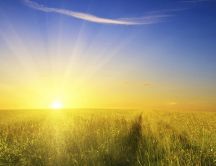 Morning sun on the field full with wheat - HD wallpaper