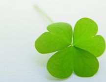 Heart leaves on a lucky clover - HD nature wallpaper