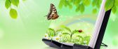 Butterfly and a beautiful small paint with green garden