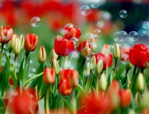 Water balloons in a garden full of red tulips