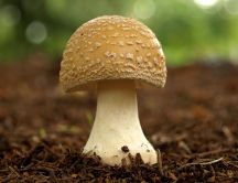 Autumn season - mushroom in the forest
