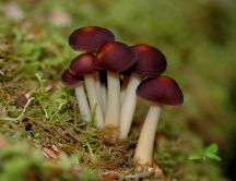 Small bouquet of red mushrooms - Macro HD wallpaper