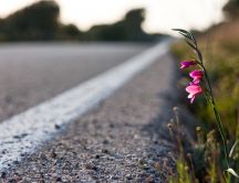 A small pink flower by the roadside