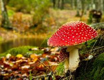 Poisonous red mushroom in the forest - autumn time