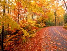 Road full of cooper-colored leaves - autumn symbol