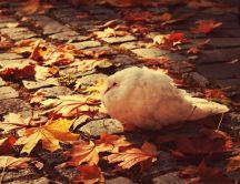 A white dove freezing - cold autumn season