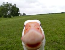 Goose face - funny HD wallpaper