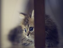 Sweet little fluffy cat - perfect animal