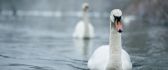 White swan on the lake in a rainy day