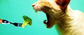 Eat the cat with vegetables - funny HD wallpaper