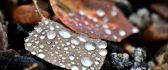 Big water drops on a autumn leaf - Macro HD wallpaper