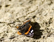 A Red Admiral (Vanessa atalanta) butterfly in autumn