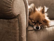 Do not sleep on the couch - little dog sleeping