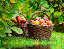 Autumn harvest - baskets full of apples