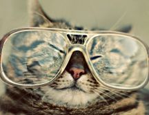 Cat wear grandmother's glasses - funny HD wallpaper