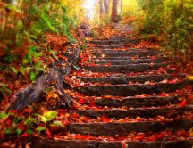 Stairs in the woods full of copper-colored leaves