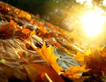Carpet of autumn leaves in the sunlight